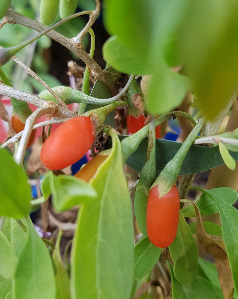Lycium barbarum ‘Altai’ / Goji Berry/3 to 4 Litre Container/Fruit