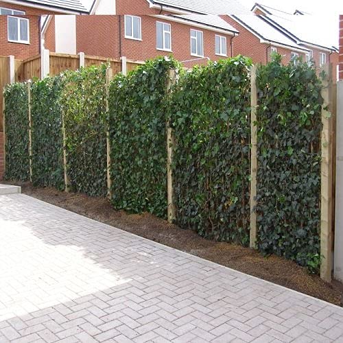 30 x Efeu 75-100 cm (Hedera Hibernica): 30 kaufen / 18 bezahlen - 30 immergrüne echte Kletterpflanzen für eine 5 Meter 100% Sichtschutz Hecke (Blickdicht) | ClematisOnline Kletterpflanzen