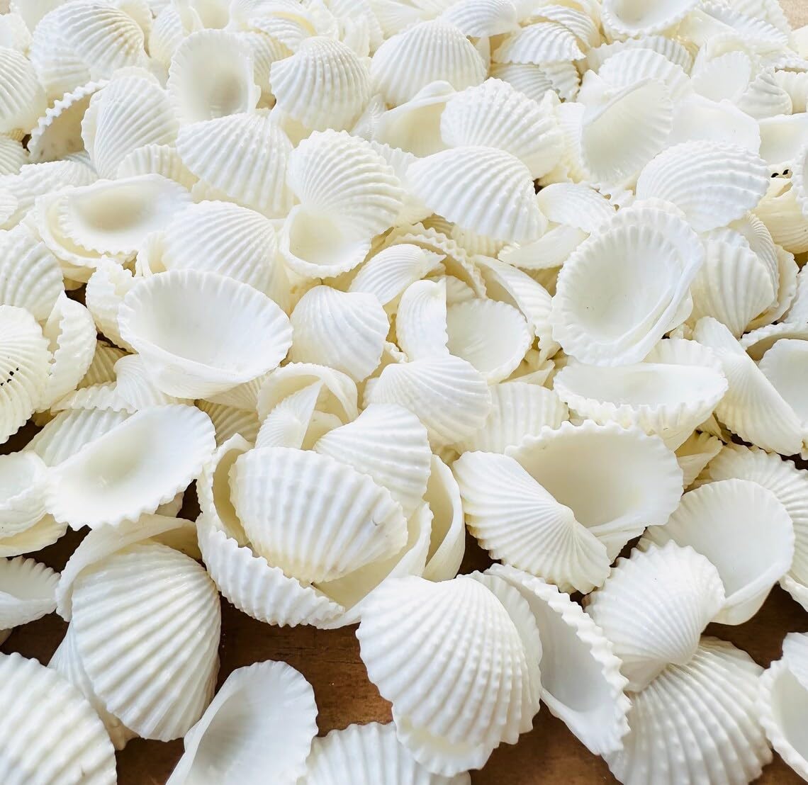 JUNERUSH Natural Pure White Artificial Sea Shells | Bag of Seashells for Arts and Crafts (100Gm) (B0DFH27BZK) Amazon Price History, Amazon Price Tracker