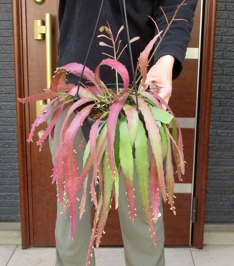 Amazon.co.jp: リプサリス ラムローサ 7号吊鉢 A番 : DIY・工具・ガーデン