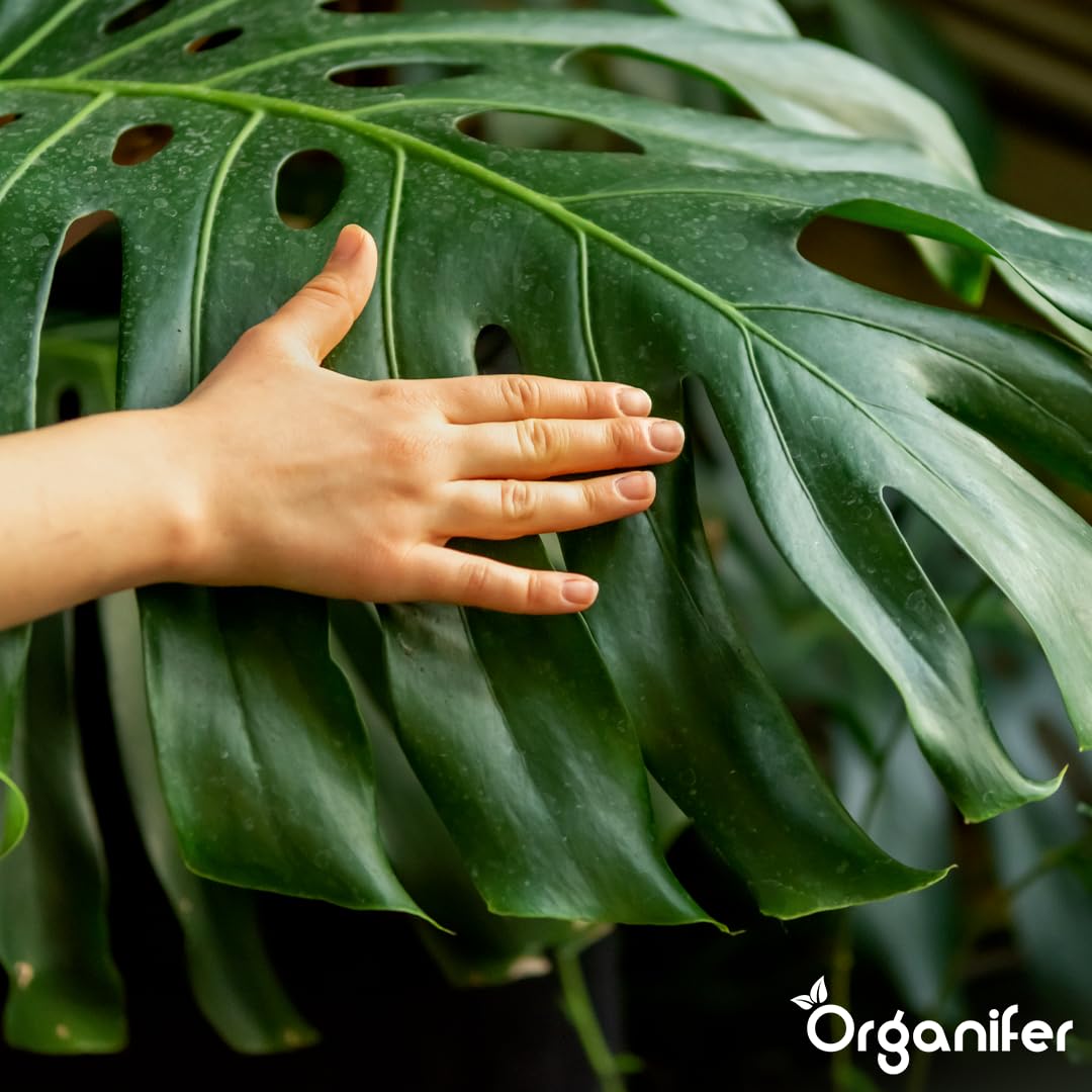 Monstera Flüssigdünger - 10L - NPK 3-4-3 | Flüssig-Pflanzendünger Für Große Zimmerpflanzen Und Dekorative Tropicals - Organifer