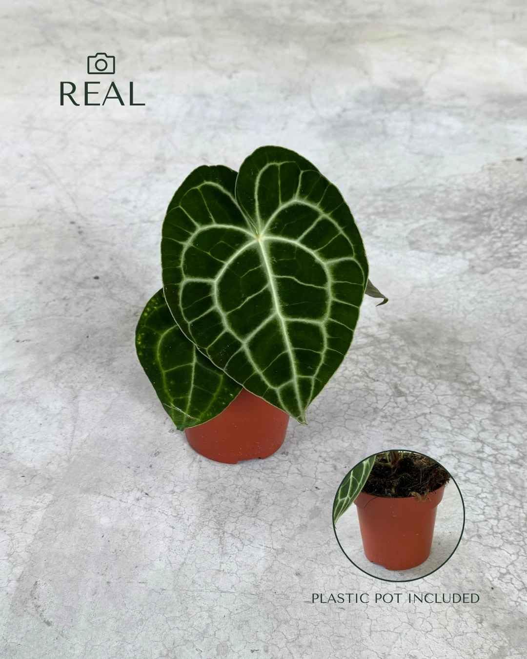 PUR PLANT Anthurium Clarinervium | Anthurium Tropical de Hojas Aterciopeladas | Planta de Interior Decorativa | Maceta de Ø12 cm