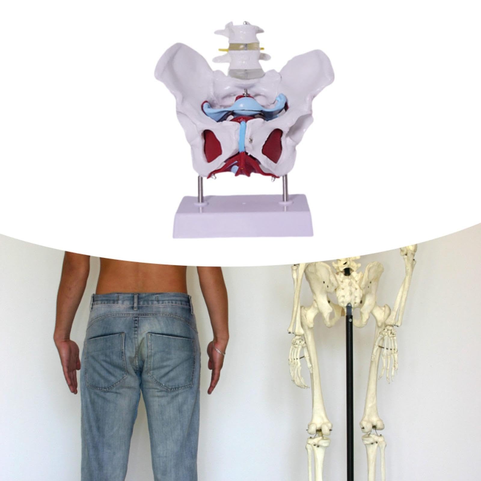Modelo de Pelvis Femenina para Enseñanza Profesional Esqueleto Anatómico Humano Modelo Médico Educativo en PVC Sólido Adecuado para Formación Médica E, Style D