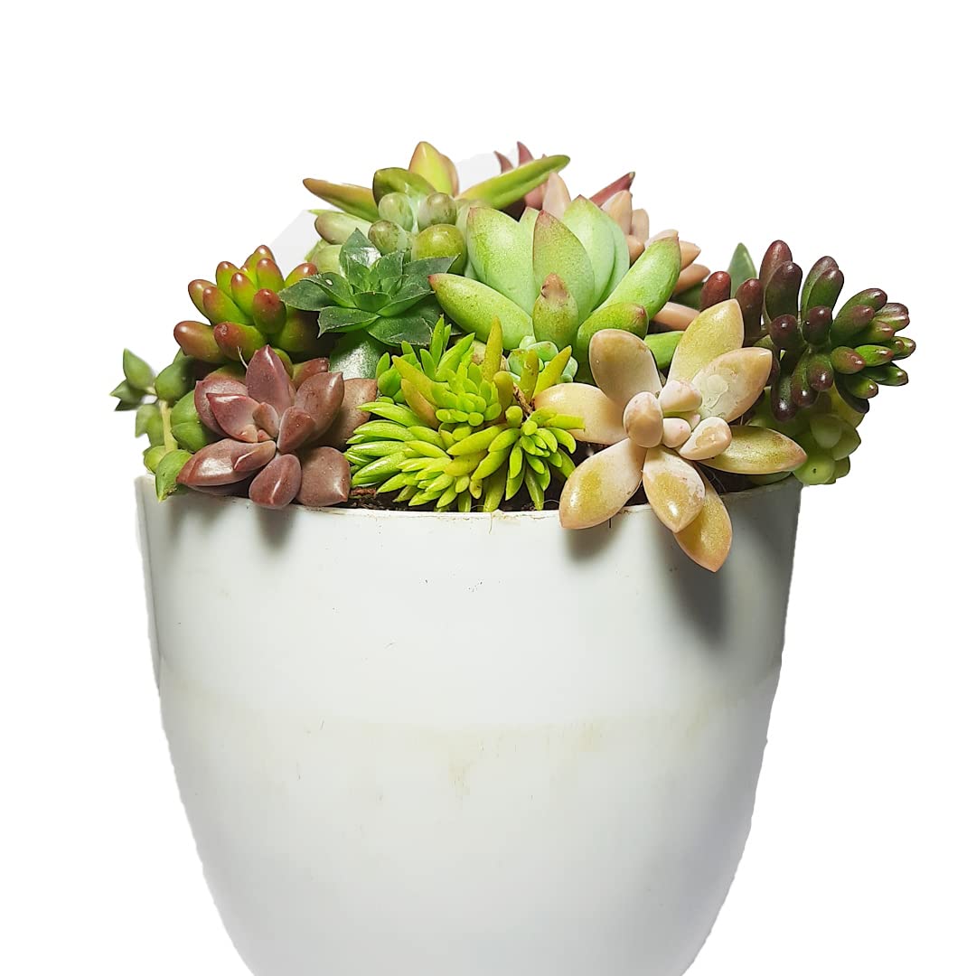 MVM e-comerce Succulent Plants Combo Set Of 6 Miniature Plants, Cuttings,Home Decorative, Office (B0BRNRTL2Z) Amazon Price History, Amazon Price Tracker