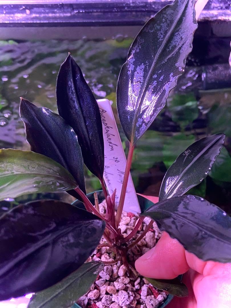 【限定1株】 ブセファランドラ sp, モトレイアーナ 極紫個体 水上葉 限定1株】 ブセファランドラ sp, モトレイアーナ 極紫個体 水上