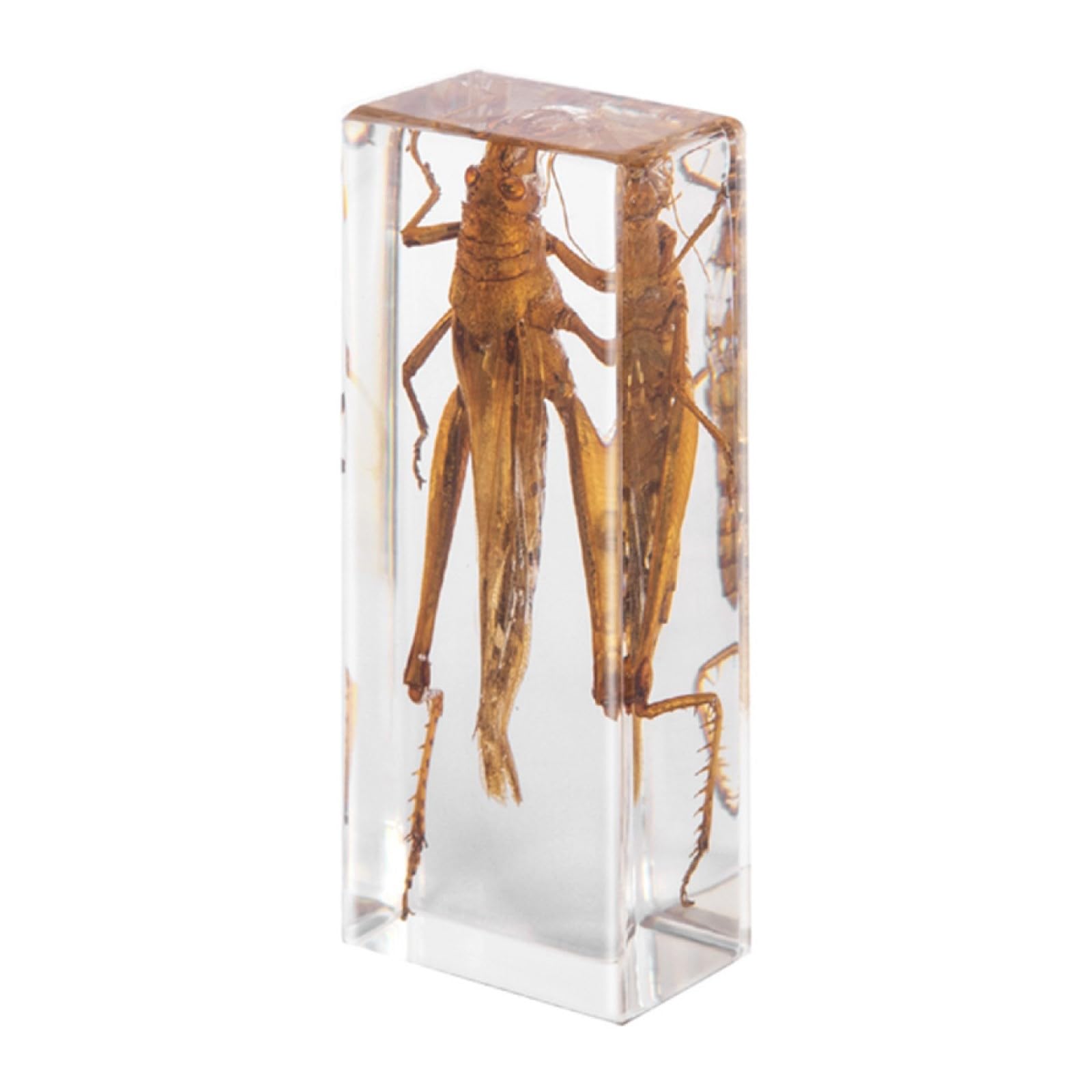 DRXRD Specimen in Resin, Transparent Bug Taxidermy, Amber Insect Decor, for Science Classroom Science Education, Collection and Paperweights Locust