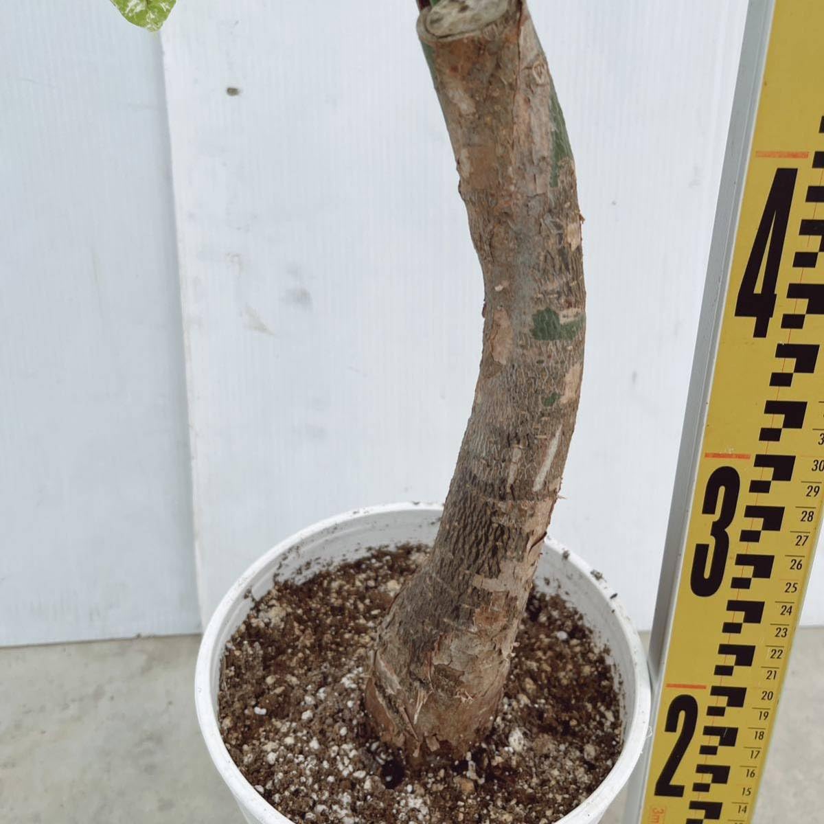 パキラミルキーウェイ 大型❗180cm❗幹太 スタンドタイプ❗ 接木 お洒落 パキラ・ミルキーウェイ01】大型《店頭受取・大阪近郊配送のみ