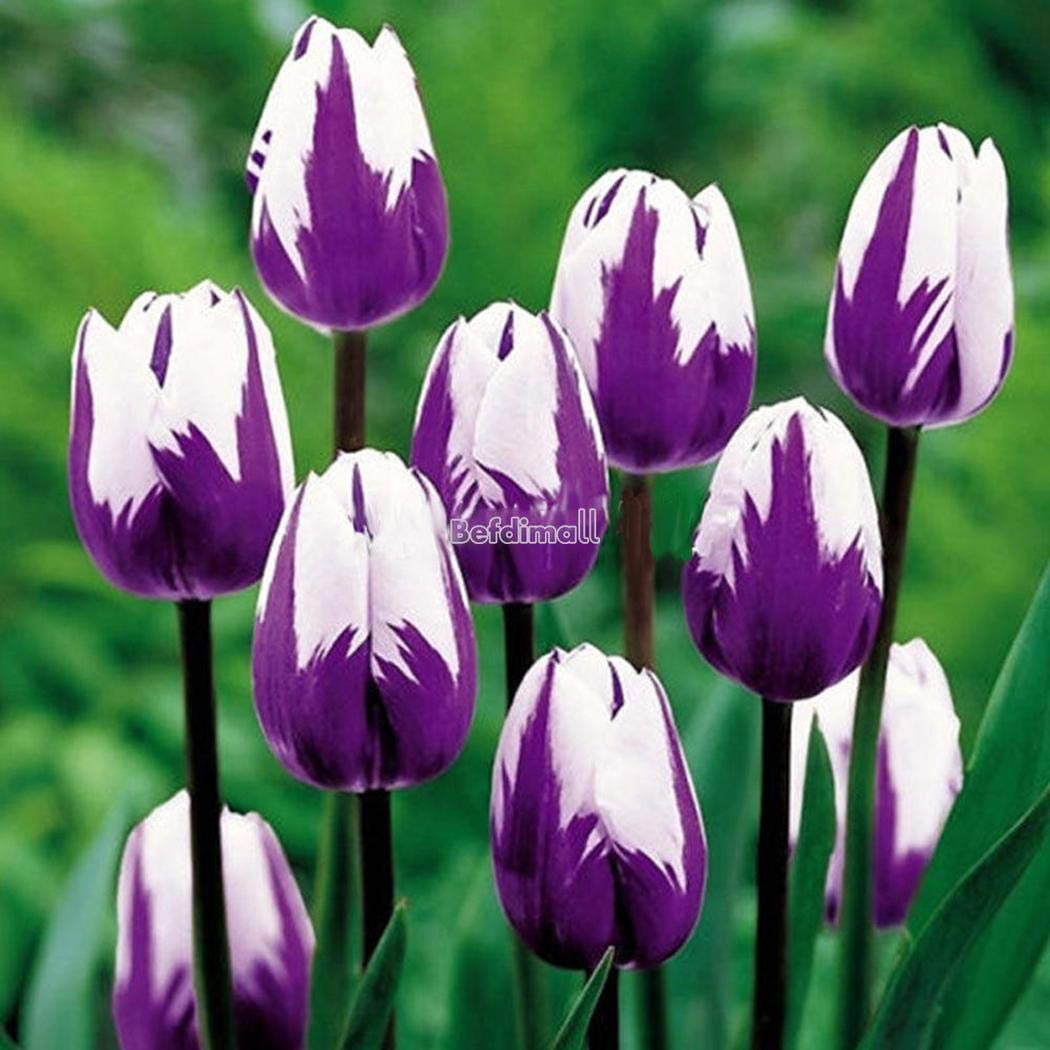 5 Bulbi Di Tulipano Blu Raro - Fiori Recisi Per Giardino | Facili Da Piantare E Decorativi - Foto 8
