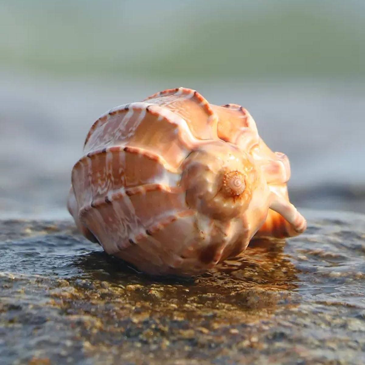 Muschelmuschel