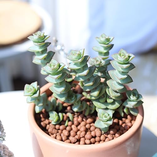 Miniatura 5 de Torres de marfil Crassula de 2 pulgadas - Plantas suculentas vivas - Suculentas vivas y saludables - Ideas únicas de regalo para suculentas -