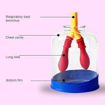 Lung Function Model,Respiratory System Learner Aids - Professional Lung Breathing Learning Model Tool for Science, School, Classroom