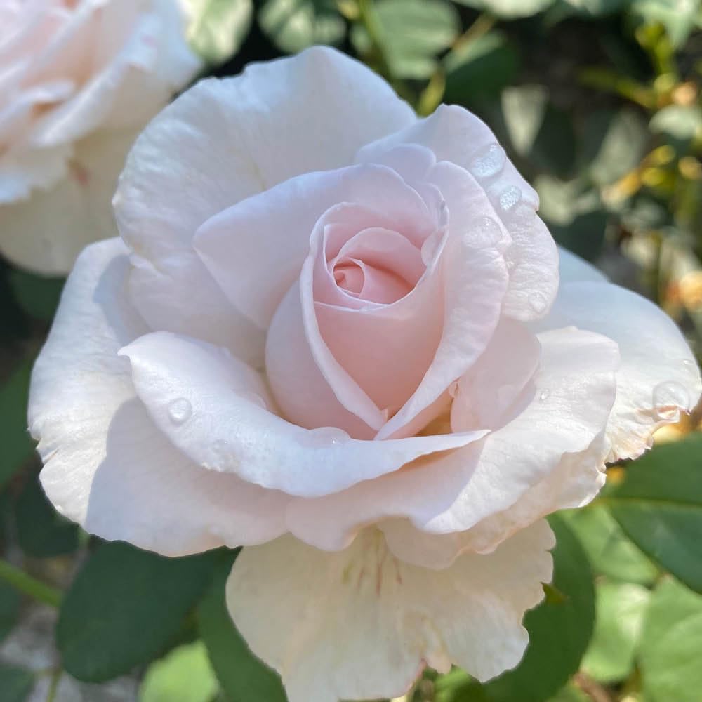Yougarden Pink Harkness Roses Simon's Rose, Established Plant In 4 Litre Pot, Ready To Plant Floribunda Bush Rose With Pearl Flowers, For Summer To Autumn Flowers In Pots, Beds, Or Borders