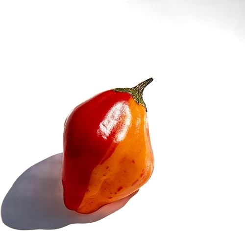 Miniatura 2 de Aji Mandarina Tigre Rayas Rayado Tocino Heirloom Pepper Paquete de semillas prémium