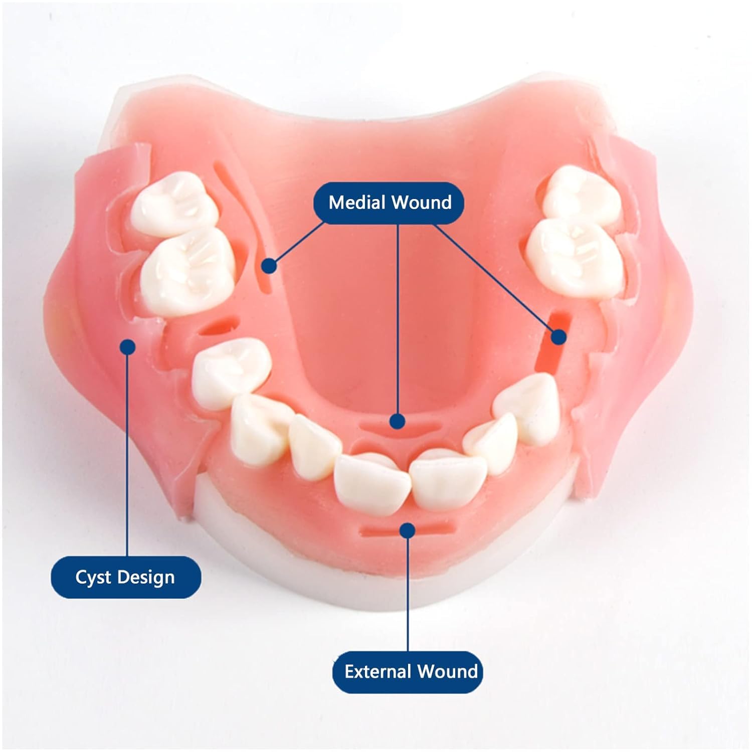 Simulatore di addestramento for denti dentali orali umani, modello, strumento di pratica di sutura, modulo in silicone, denti, gengive, cuscinetto parodontale(Upper Jaw)