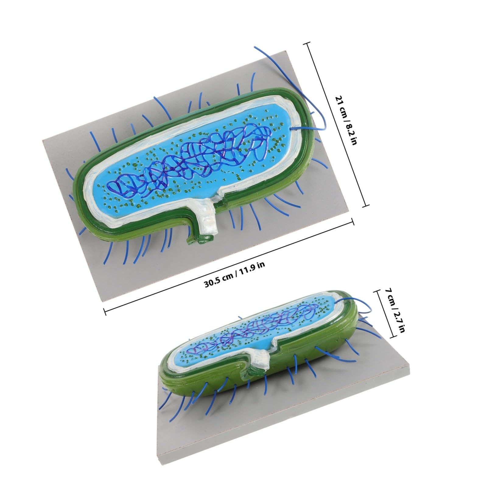 Strumento Didattico 3d Realistico per Insegnamento Biologico, Materiale Scolastico Versatile per Scuole Medie, Strumento Educativo per Laboratorio e Divulgazione Scientifica