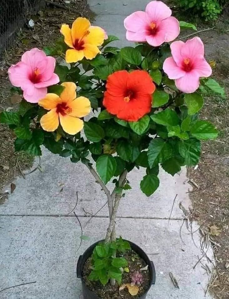 Image of Multi Color Hibiscus Live Plant 5 to 8 Color Grafted Hybrid Gudhal Flowering Plant Exotic Bloom Outdoor Decorative Plant for Home Garden Balcony Terrace Pack of 1
