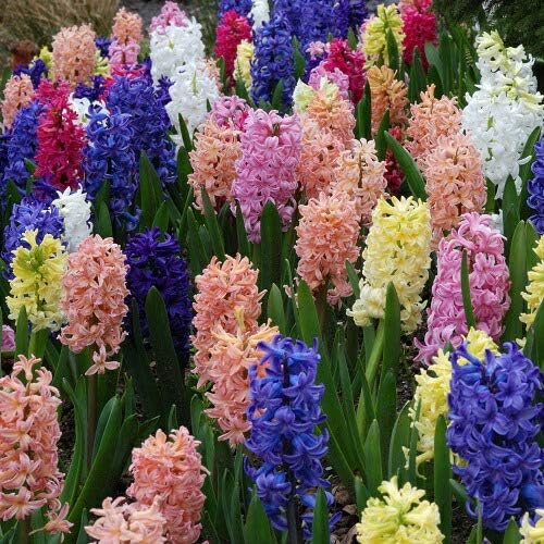 Amazon Co Jp ヒヤシンス 5色から選べる3球パック 秋植え 冬植え 春咲き 球根 イングリッシュガーデン セット 赤 Diy 工具 ガーデン Amazon Co Jp ヒヤシンス 5色から選べる3球パック 秋植え 冬植え 春咲き 球根 イングリッシュガーデン セット 赤 Diy 工具 ガーデン