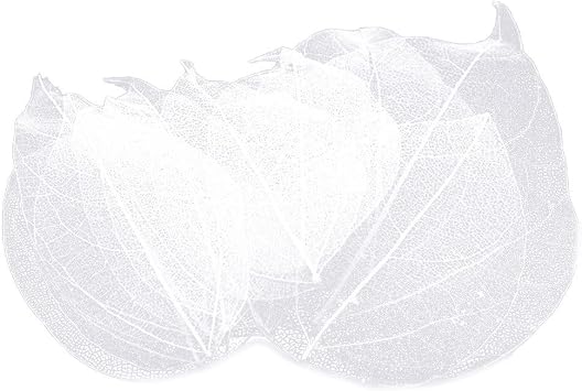 36pcs Natural Skeleton Leaf Natural Scrapbook Leaf Hollow Dry Leaves Decorative Skeleton Leaf for Craft Card Scrapbook