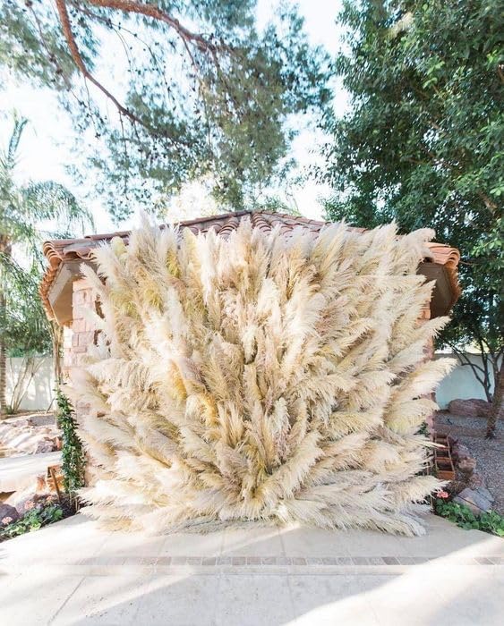 XTORE Dried 4 Pcs Pampas Grass for Home Decoration (Pack of 4 Sticks, Off-White) 3