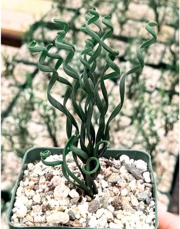 Albuca Live Plant, Rare Spiral Leaf Succulent, 4 Inch Pot, Curly Grass Easy Care Indoor Plant