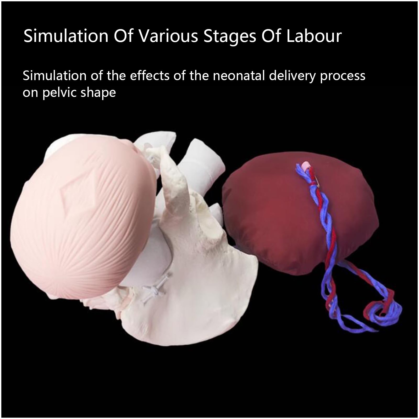 Model Anatomiczny Urodzeniowy Miednicy - Działający Model Miednicy Z Dzieckiem - Model Anatomiczny Kobiety, Model Kości Biodrowej Model Miednicy Żeński Model Anatomiczny