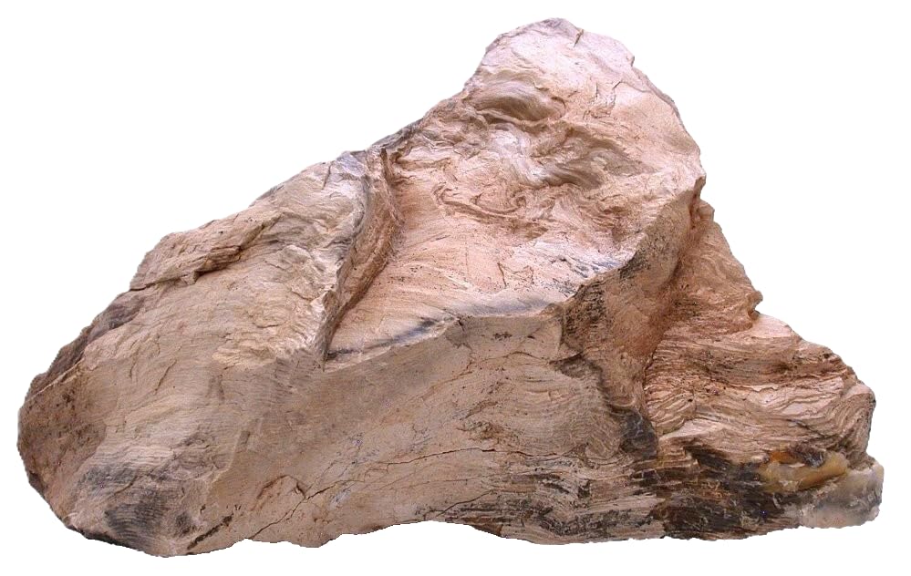 10 Lb 11.6 Oz 11 1/2 Inch Goose Creek Nevada Petrified Fossil Wood Specimen SR1