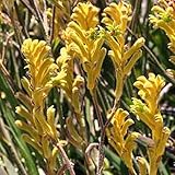 9EzTropical - Kangaroo Paw Yellow - 1 Plants/Bulbs - 8' Tall - Ship in 3' Pot