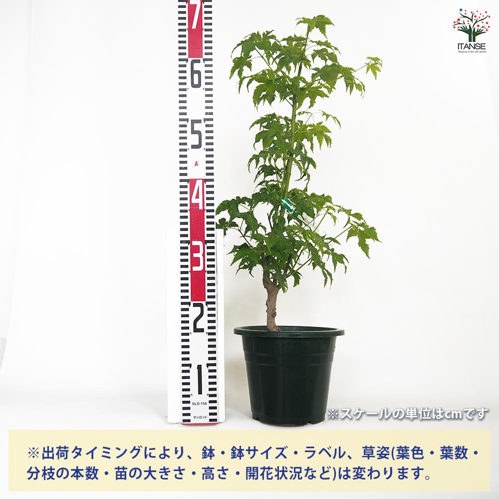 Amazon.co.jp: ITANSE モミジ カワハラミドリ 6号 1個売り