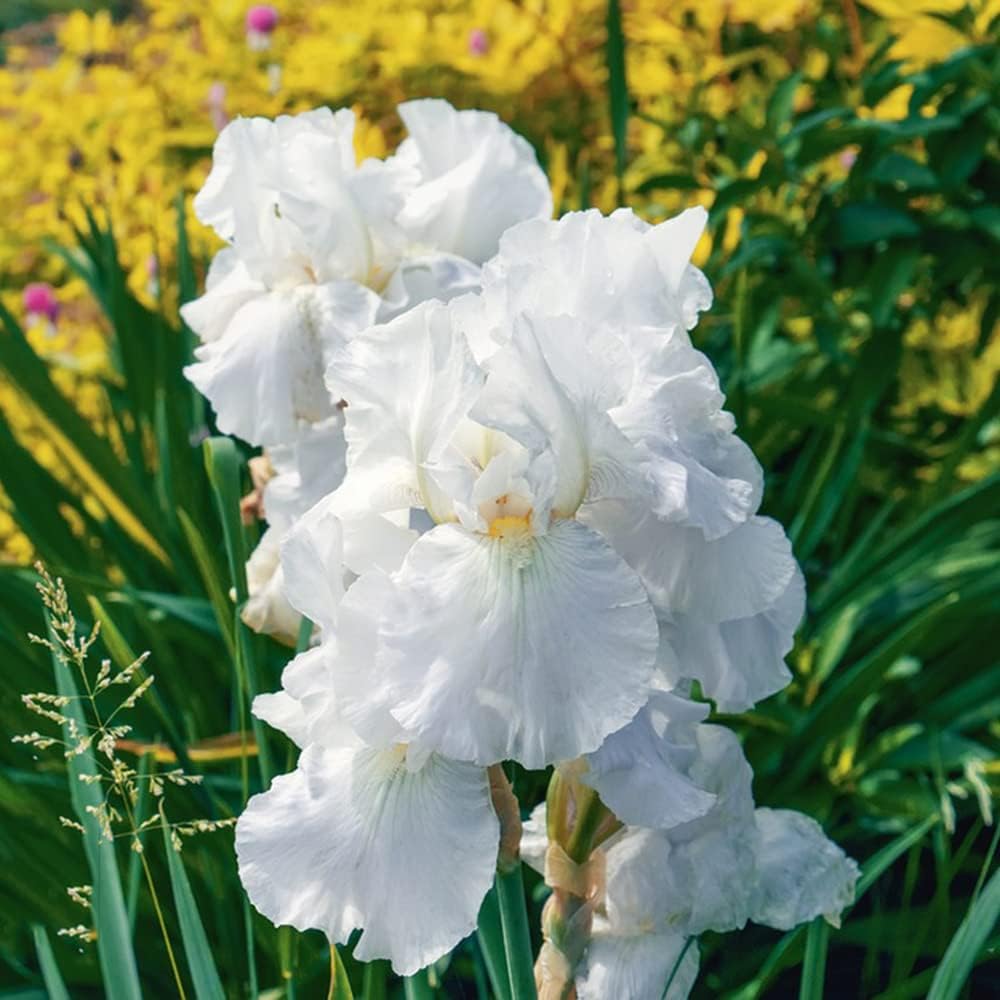 5 schwertlilie zwiebeln Kaufen Schwertlilien Knollen iris pflanzen