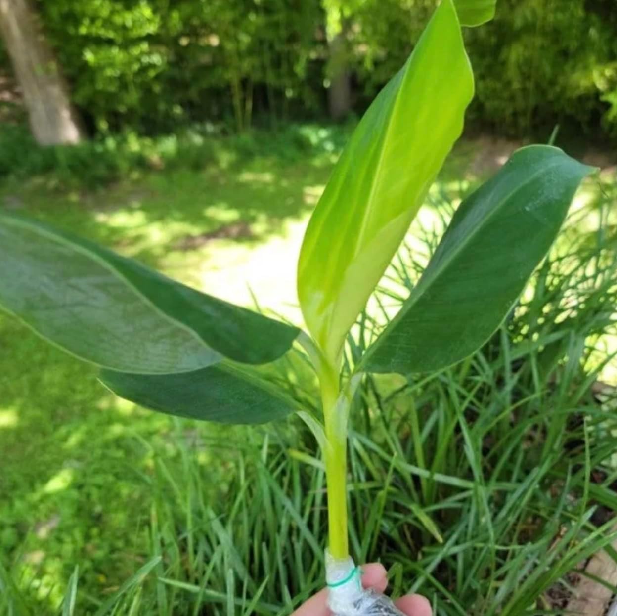 Grand Nain Banana Starter Plant - Live Banana Tree - 4-6 inches Tall (Grand Nain)