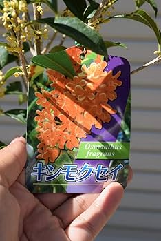 Amazon.co.jp: 10月21日開花中キンモクセイ花芽付2025年プレゼント