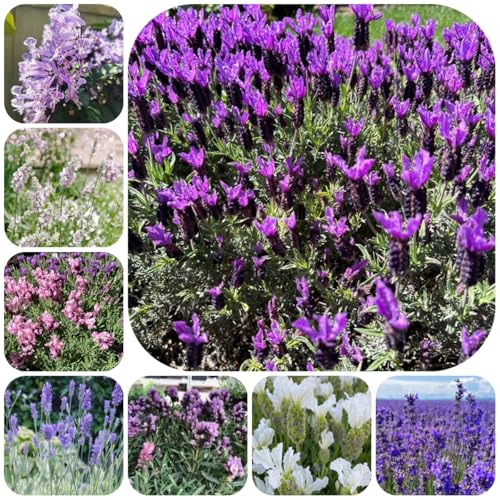 semi di lavanda perenni resistenti semi di perenni lavanda per aiuole rialzate, luoghi soleggiati resistenti il giardino balcone giardino 300pcs