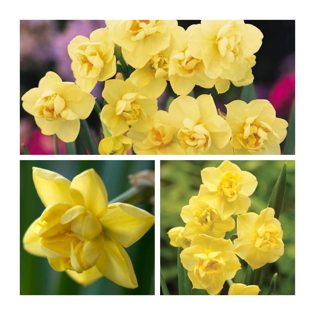 Daffodil Yellow Cheerfulness x 20 Flower Bulbs Size 10up Late Flowering Yellow Spring Daffodil. Easy to Grow