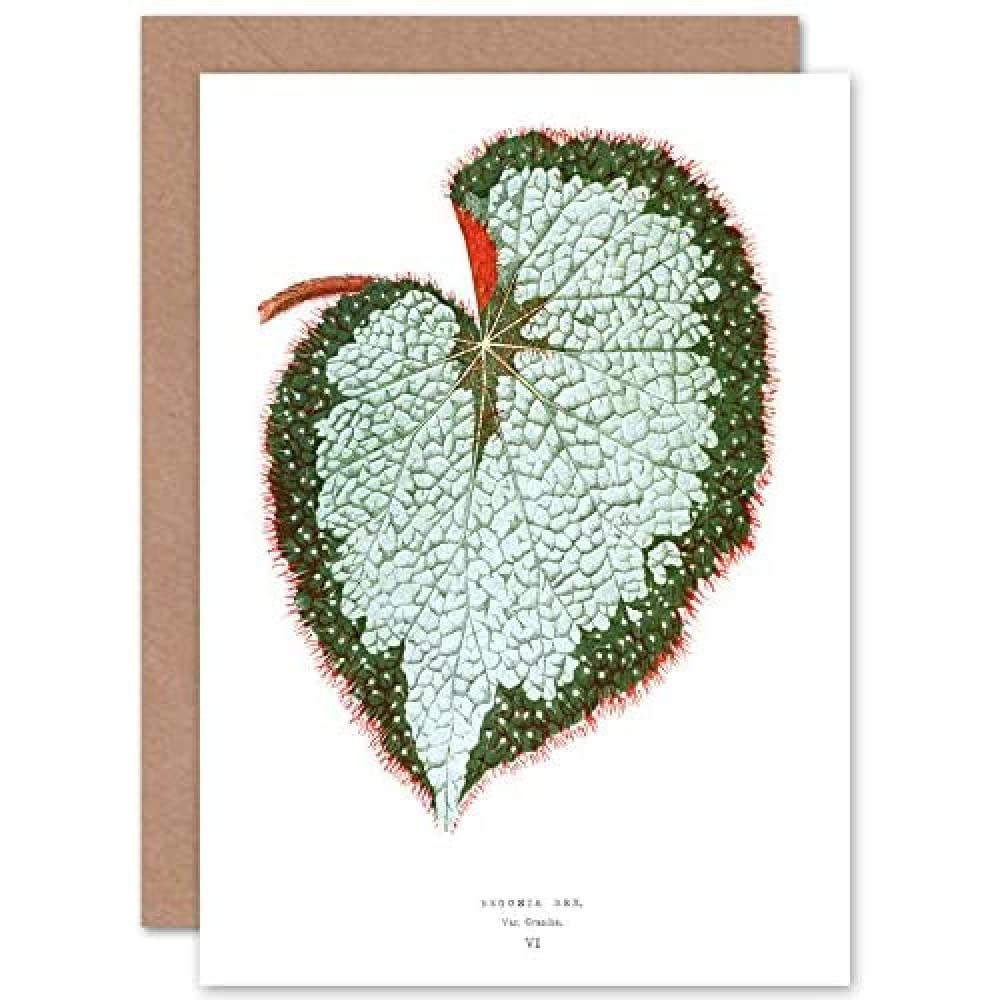 Wee Blue Coo Leaf Begonia Rex Var Grandis Greeting Card With Envelope Inside Premium Quality