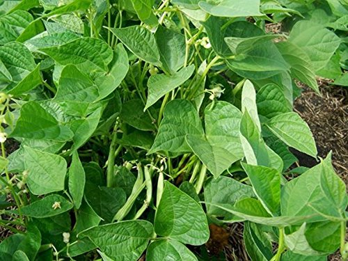 Steuben Yellow Eye Beans Field Bush Bean Heirloom Garden Vegetable Legume Seeds
