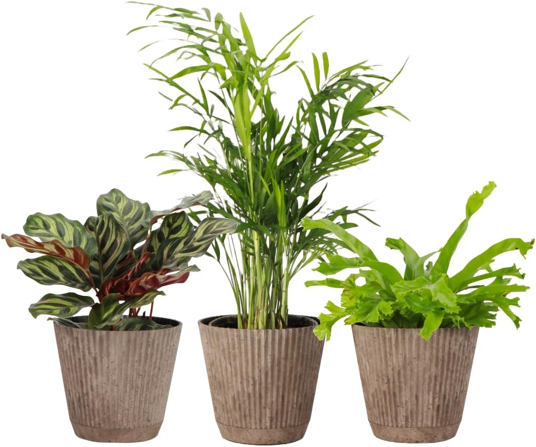 Thorsen's Greenhouse Live Pet Safe Houseplants (4 Pack), Easy to Grow, Pet Friendly & Non-Toxic, Grower's Choice Bundle, 4-inch Diameter Established Plants, Nursery Pot (4-Pack)