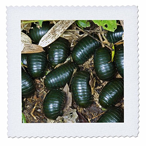 3dRose Green Pill Millipede Insects, Mantadia, Madagascar-AF24 Ksc0080-Kevin Schafer-Quilt Square, 6 by 6" (qs_72701_2)