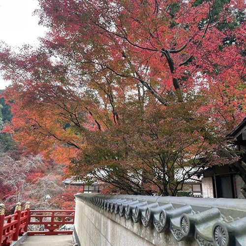 #37 忙しさのピークは越えた！