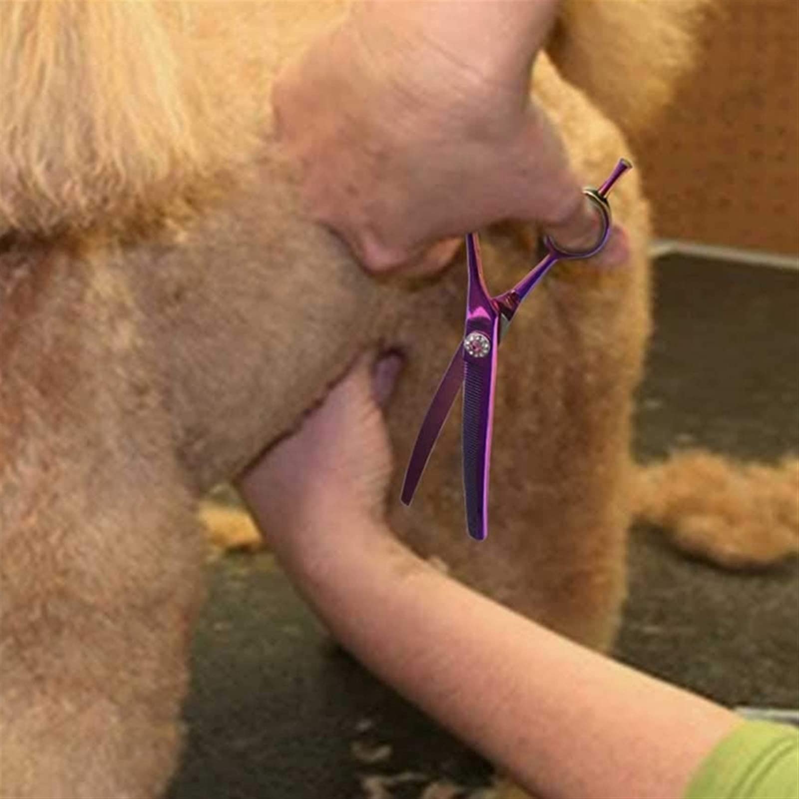 Ciseaux Coiffure/Ciseaux Cheveux Cisailles de cisailles de ciseaux de ciseaux de toilettes de toilettes en acier inoxydable 440C salon trimmer cisailles courbées 7 pouces violet Ciseaux salon Coiffure