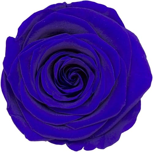 Vista 21 de Cabeza de rosa preservada de grado A de 5 a 2.4 in, cabeza de rosa real, cabeza de rosa eterna, cabeza de rosa natural, cabezas de rosa que duran