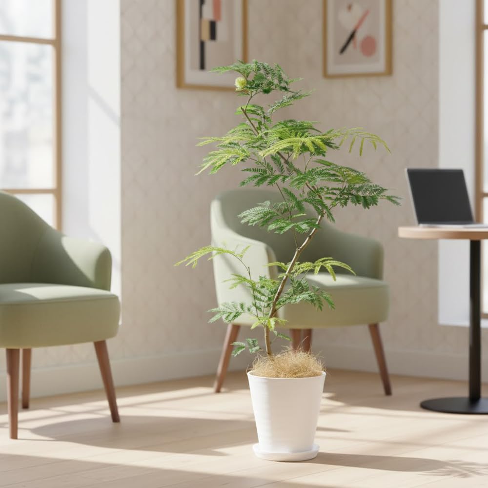 Amazon｜観葉植物 エバーフレッシュ 8号 白セラアート鉢 室内用｜観葉
