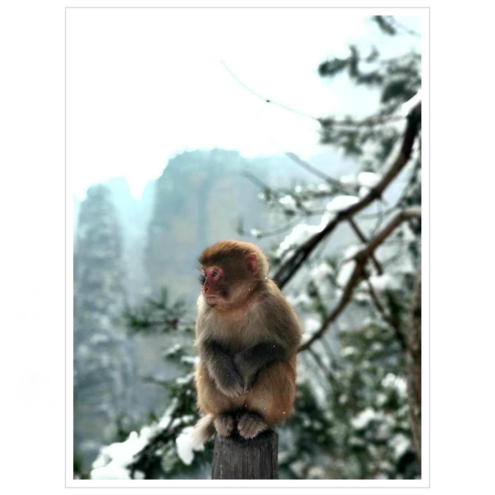 ♡monkeyページ♡ Amazon.com: zhengtianbmd Monkey Picture Canvas Wall Art Poster
