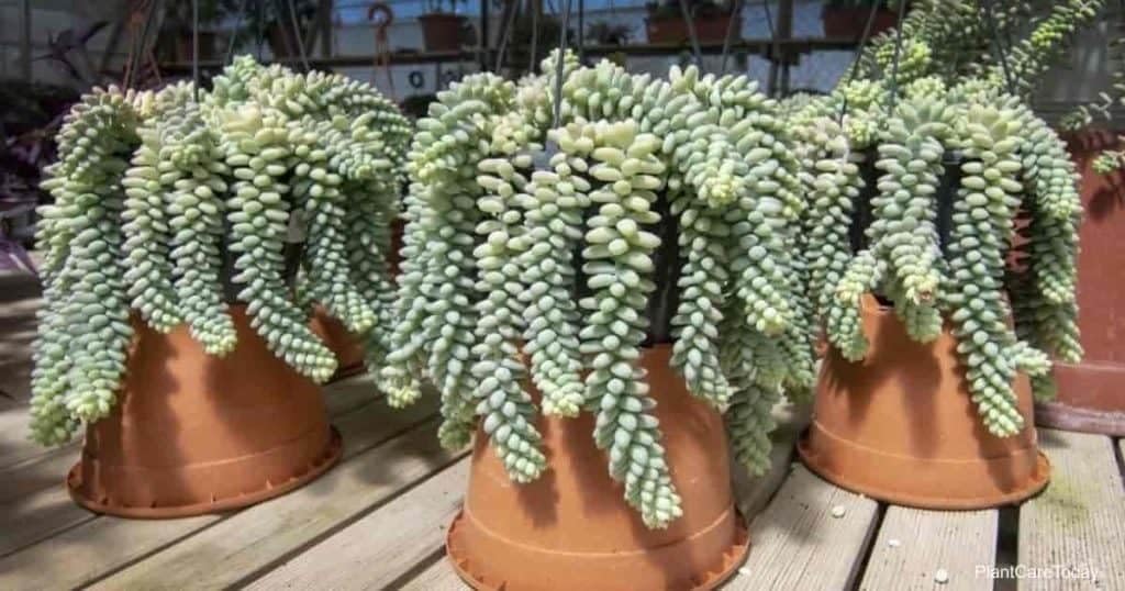 See full amazon price history chart for Air Purifier Indoor Growing Sedum Burrito Succulent Seeds- 35 Seeds - Grow Year Round Air Purifier Indoor Growing Sedum Burrito Succulent Seeds- 35 Seeds - Grow Year Round (B0C8PN2RQ5) Amazon Price History, Amazon Price Tracker