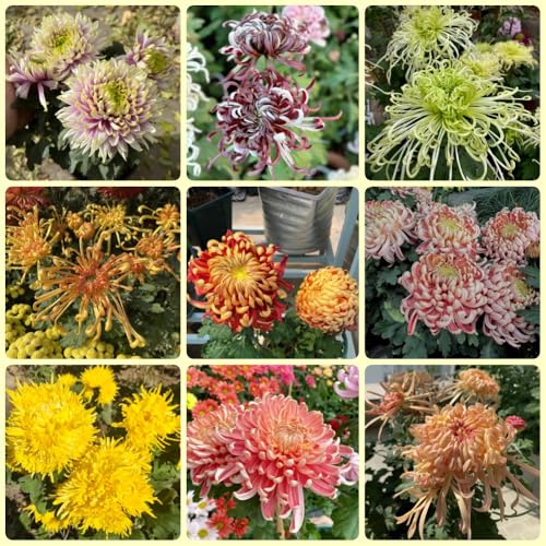 Semi di crisantemo, Le perenni sono Semi di perenni semi di come per gli ospiti 400pcs