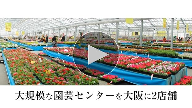 2点10-20%OFF トレリス ハンドメイドバロックウッドヴォレーＢ　福岡発送 2点10-20%OFF トレリス ハンドメイドバロックウッドヴォレーB