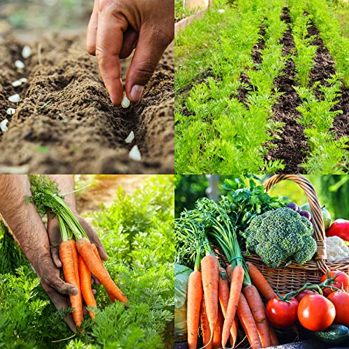 Organic Heirloom Vegetable Seeds Kit, 13 Varieties Packets|6000+ Seeds For Planting, Non-Gmo, Spinach, Broccoli, Tomato, Lettuce, Pumpkin, Carrot, Beet, Squash, Peas, Cucumber, Arugula And More #TOP3