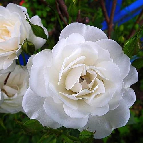 Miniatura 5 de Rose Bush - Planta viva, planta híbrida de rosa de té, 5-9 pulgadas de alto, árbol de flores fragantes, bien enraizado 1 año de edad, sin maceta