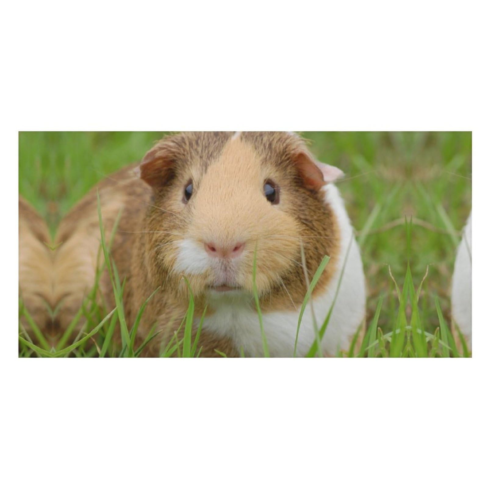 LWORZIIB Beach Towel, Guinea Pig Bath Towel, Pool Towel Great for Gym Swimming 80 X 160cm