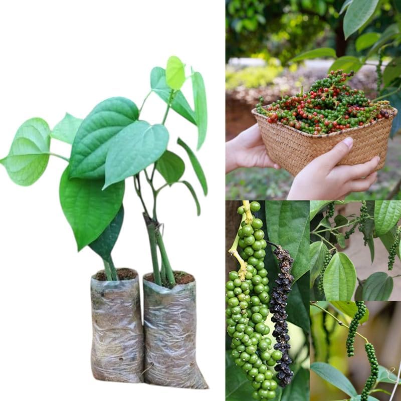 Black pepper plants live for planting || Air Layering" Black Pepper Spice Plant 1 Healthy Live Plant