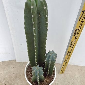 m*3様 特大 アロエ・ポリフェラ 大株 8号鉢 屋外OK m*3様 特大 アロエ・ポリフェラ 大株 8号鉢 屋外OK
